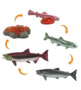 Safari Ltd life Cycle Of A Salmon