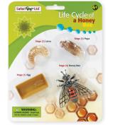 Safari Ltd Life Cycle Of A Honey Bee