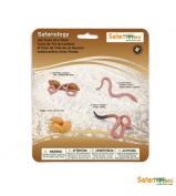 Safari Ltd Life Cycle of a Worm