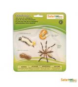 Safari Ltd Life Cycle of a Mosquito